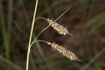 Barratt's sedge